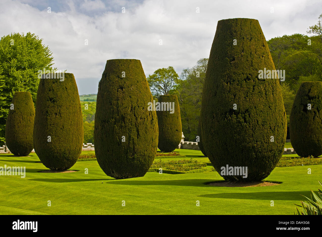 tailored coniferes at the Lanhydrockpark, United Kingdom, Cornwall Stock Photo