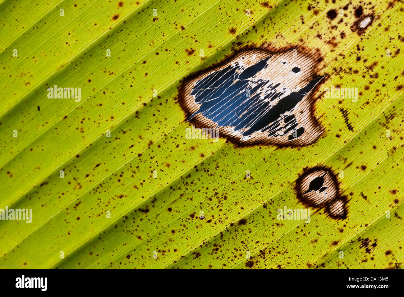 common banana (Musa paradisiaca var. sapientum), banana leaf with spots Stock Photo