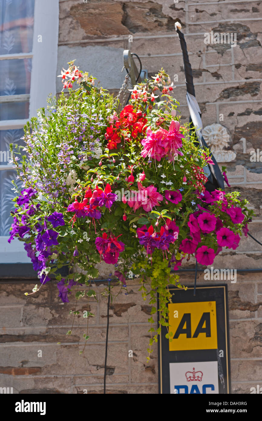Fuschia hanging basket hi-res stock photography and images - Alamy