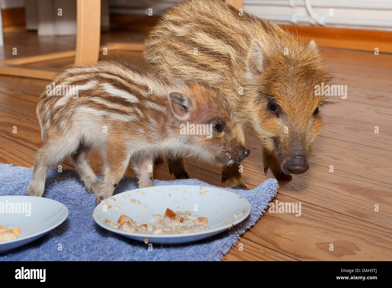 wild boar, pig, wild boar (Sus scrofa), orphaned tame runts living in a house and feeding rusk from a plate, Germany Stock Photo
