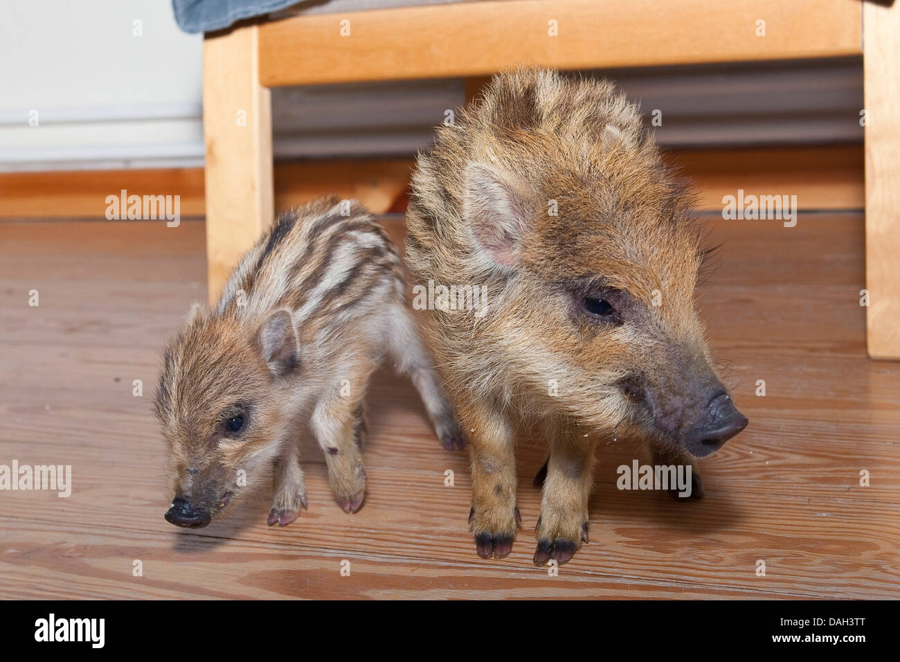 wild boar, pig, wild boar (Sus scrofa), two orphaned tame runts playing in the living room, Germany Stock Photo