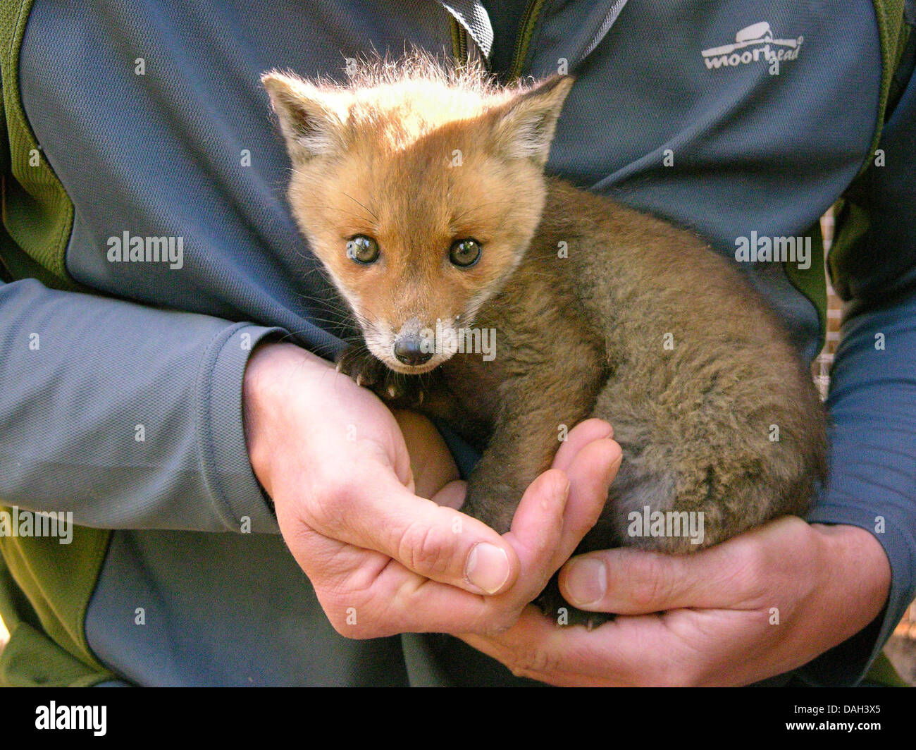 red fox (Vulpes vulpes), orphaned juvenile being upbrought by hand, Germany Stock Photo