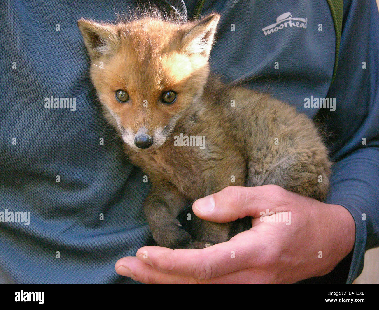 red fox (Vulpes vulpes), orphaned juvenile being upbrought by hand, Germany Stock Photo