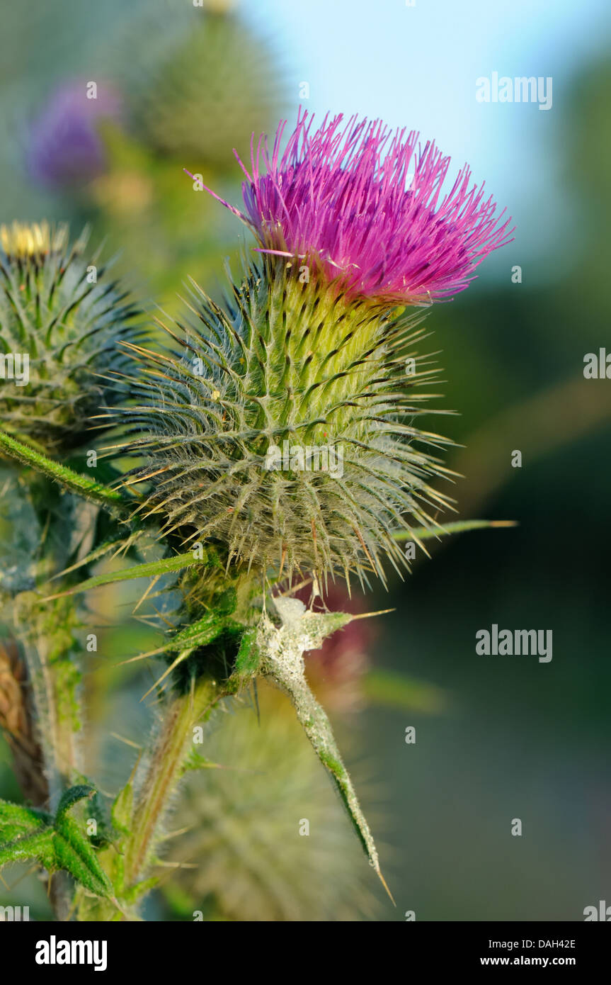 Wild scottish thistle hires stock photography and images Alamy