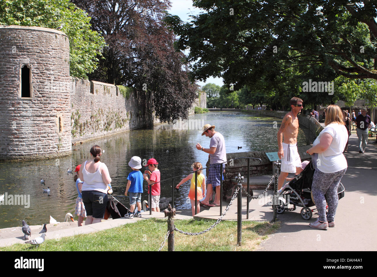 Wells, Somerset, England - hot summer day at The Bishops Palace - family feeding the swans at the moat Stock Photo