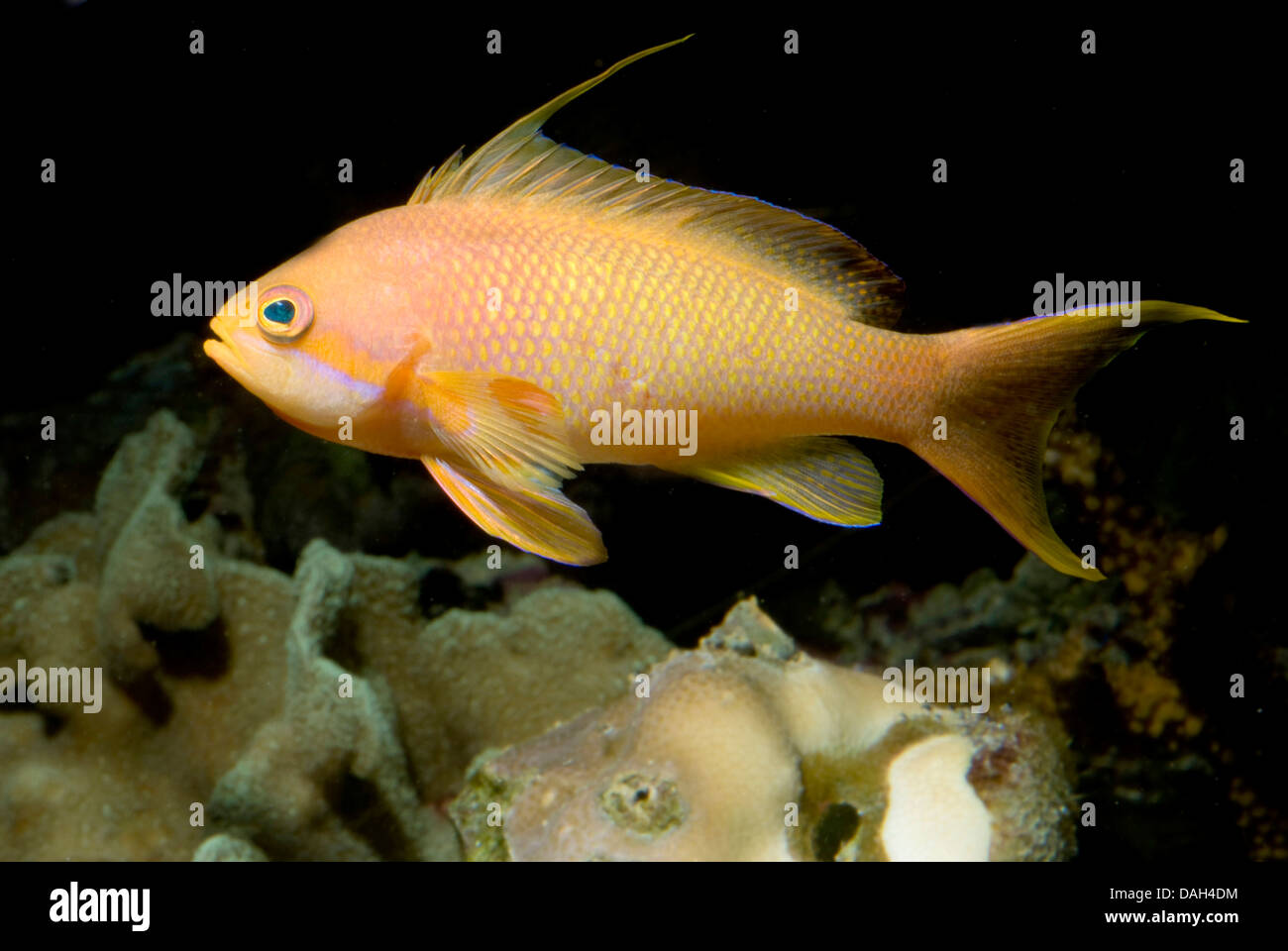 Orange sea perch, Sea goldie, Lyretail coralfish, Lyretail anthias, Harem Flag Basslet (Anthias squamipinnis, Pseudanthias squamipinnis), swimming Stock Photo