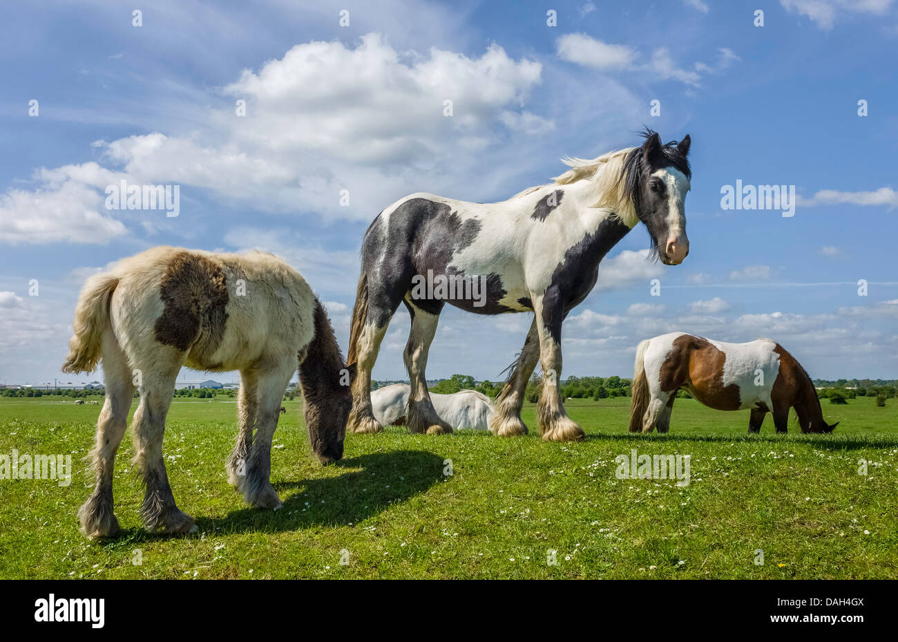 Skewbald horses graze on Swinemoor on a fine spring morning. Stock Photo