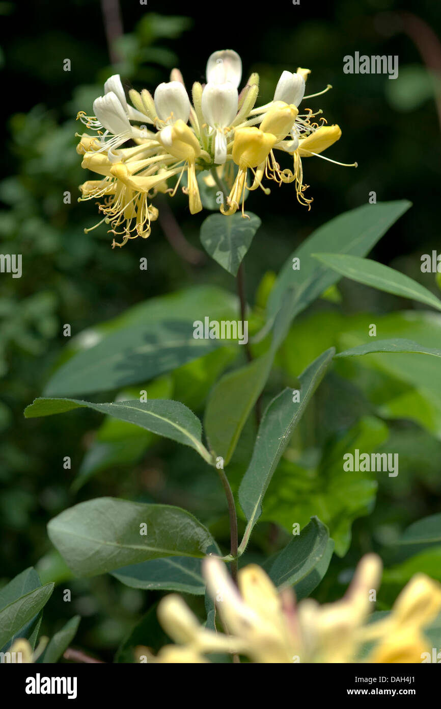 woodbine honeysuckle, English wild honeysuckle (Lonicera periclymenum