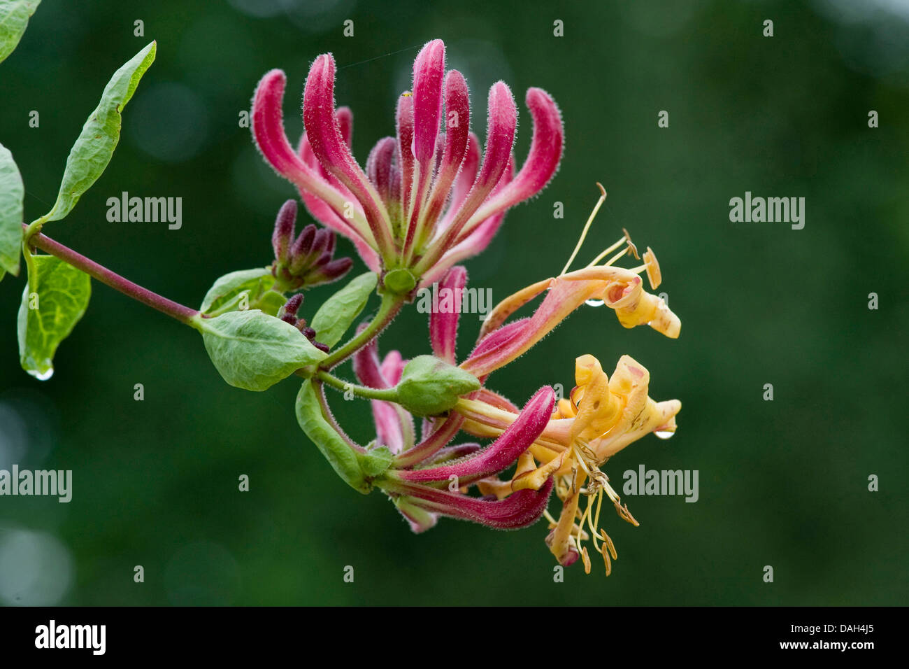 woodbine honeysuckle, English wild honeysuckle (Lonicera periclymenum