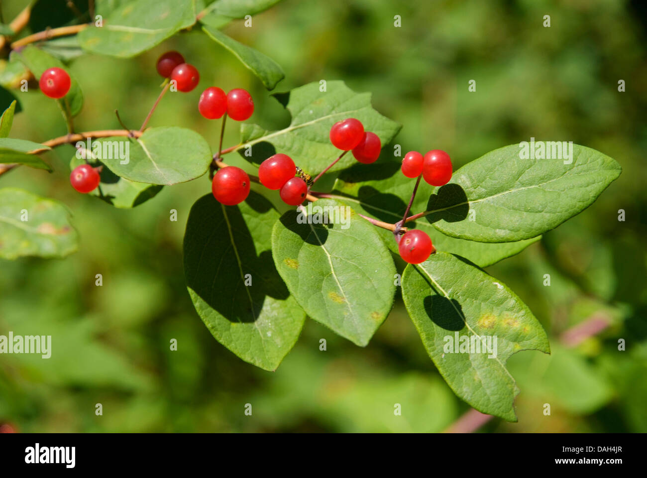 European fly honeysuckle (Lonicera xylosteum), branch with fruits, Germany Stock Photo