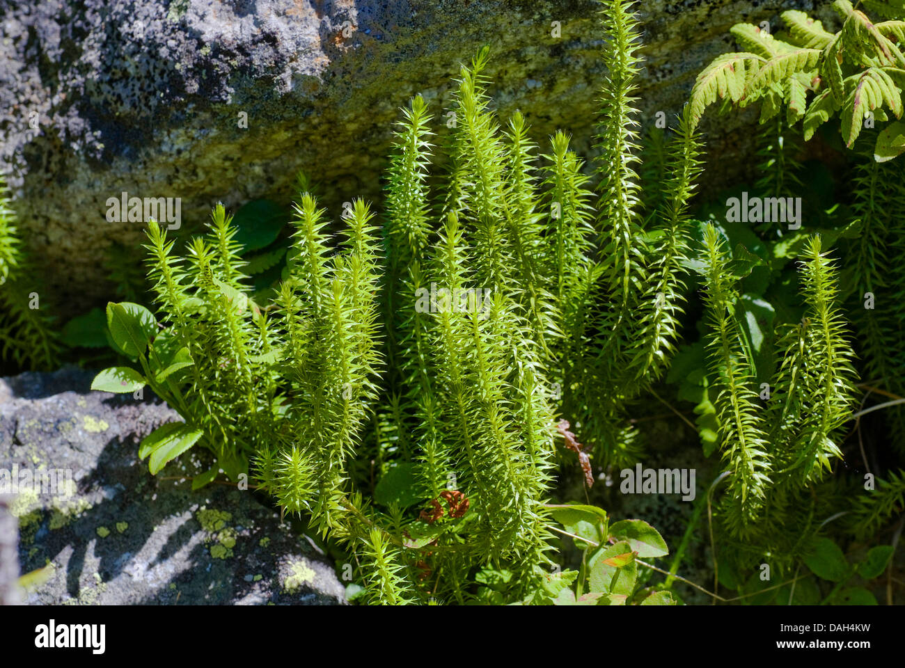 Stiff clubmoss, Stiff ground-pine (Lycopodium annotinum), stems, Switzerland Stock Photo