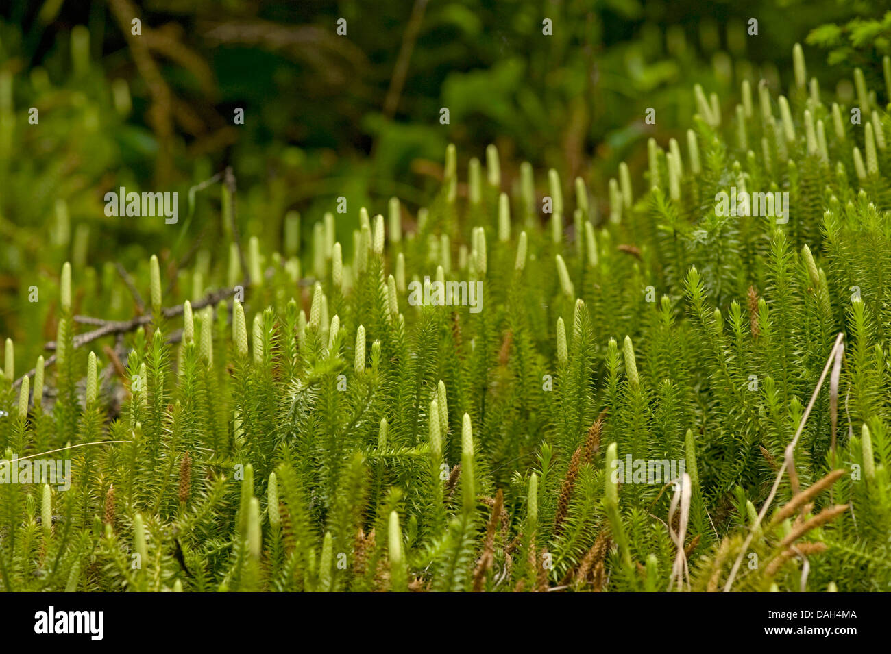 Stiff clubmoss, Stiff ground-pine (Lycopodium annotinum), stems with cones, Switzerland Stock Photo