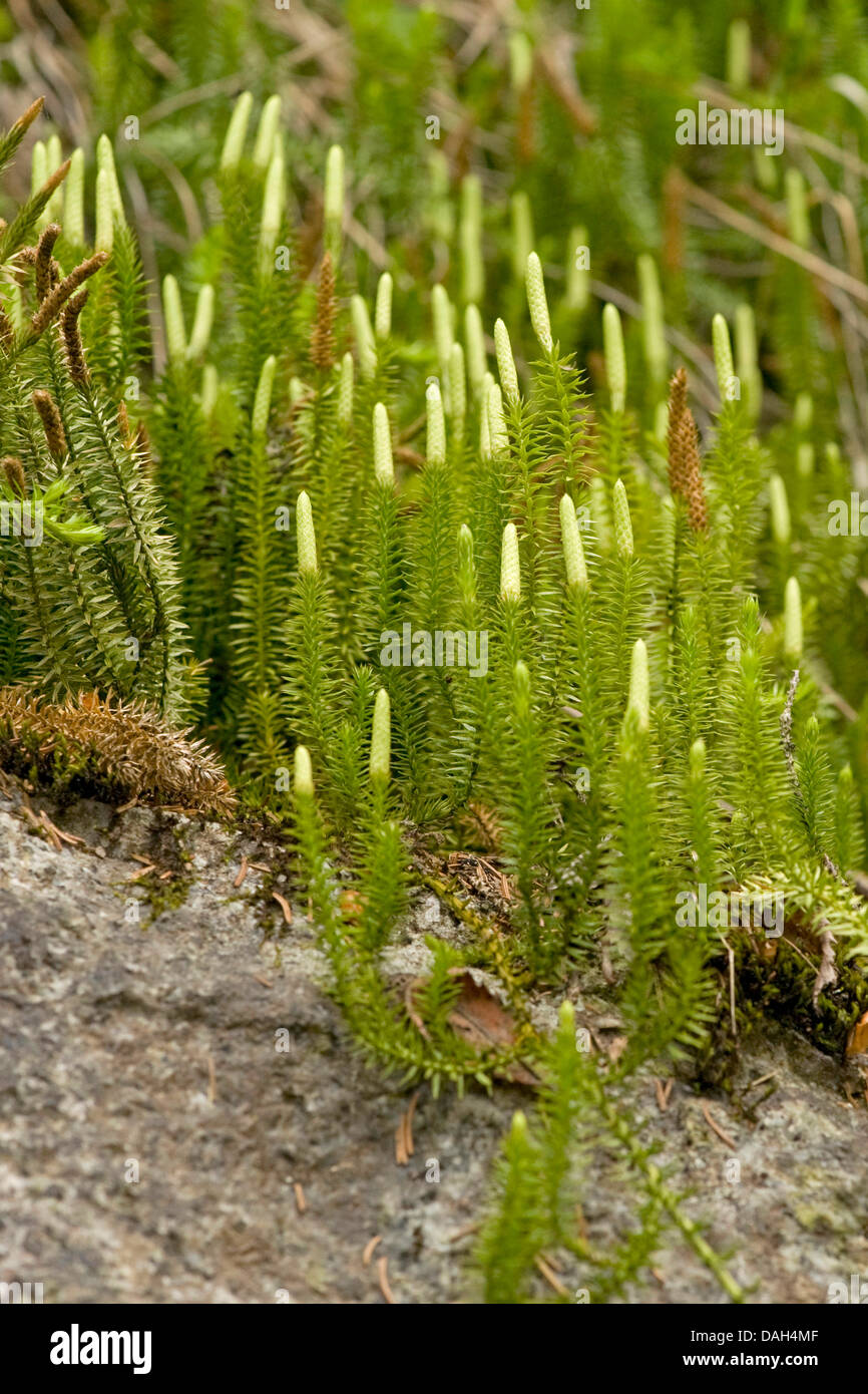 Stiff clubmoss, Stiff ground-pine (Lycopodium annotinum), stems with cones, Switzerland Stock Photo