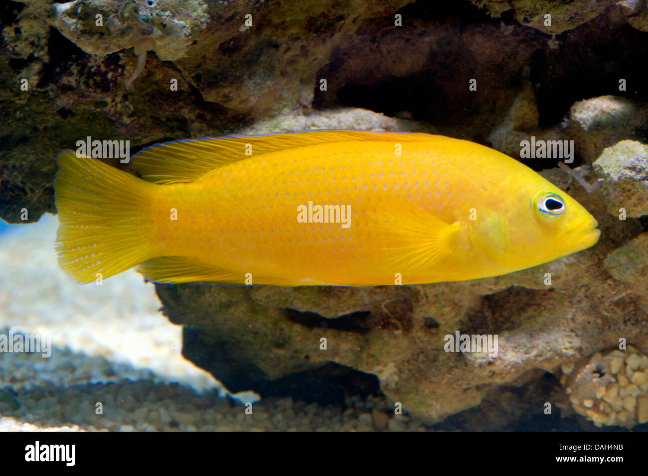 Yellow Pseudochromis, Brown dottyback (Pseudochromis aureus), swimming Stock Photo