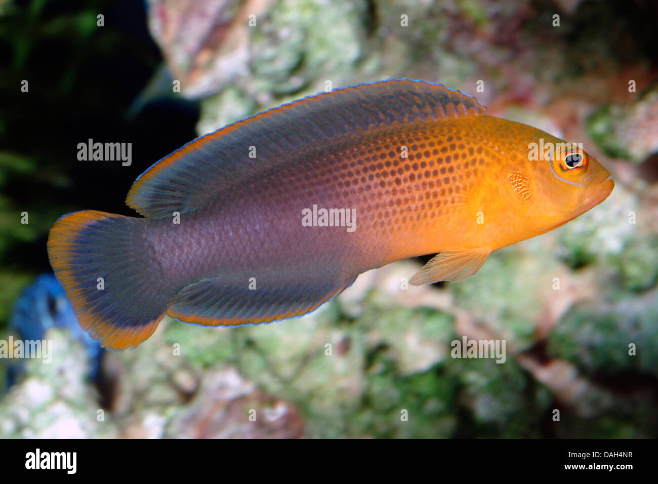 Dilectis Dottyback (Pseudochromis dilectus), swimming Stock Photo