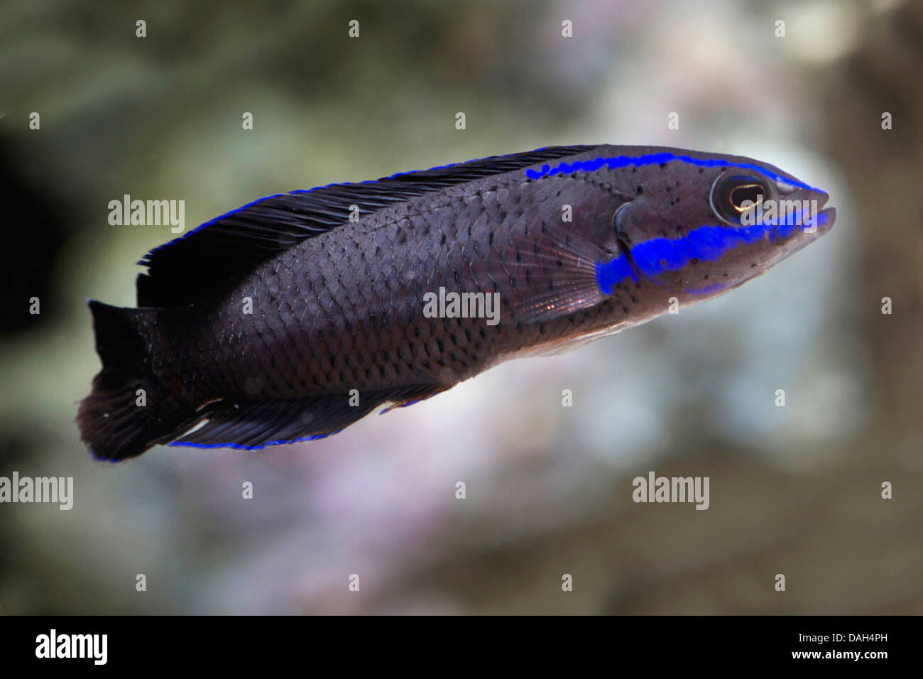Springeri Dottyback, Blue-Striped Dottyback (Pseudochromis springeri), swimming Stock Photo