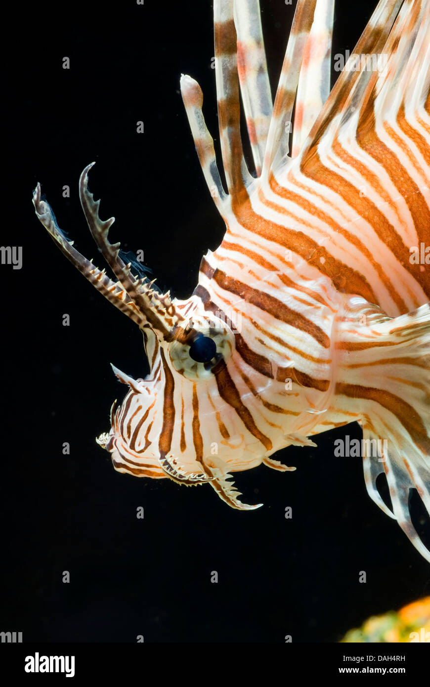 red firefish, lionfish, devil firefish, fireworkfish, red lionfish (Pterois volitans), portrait Stock Photo