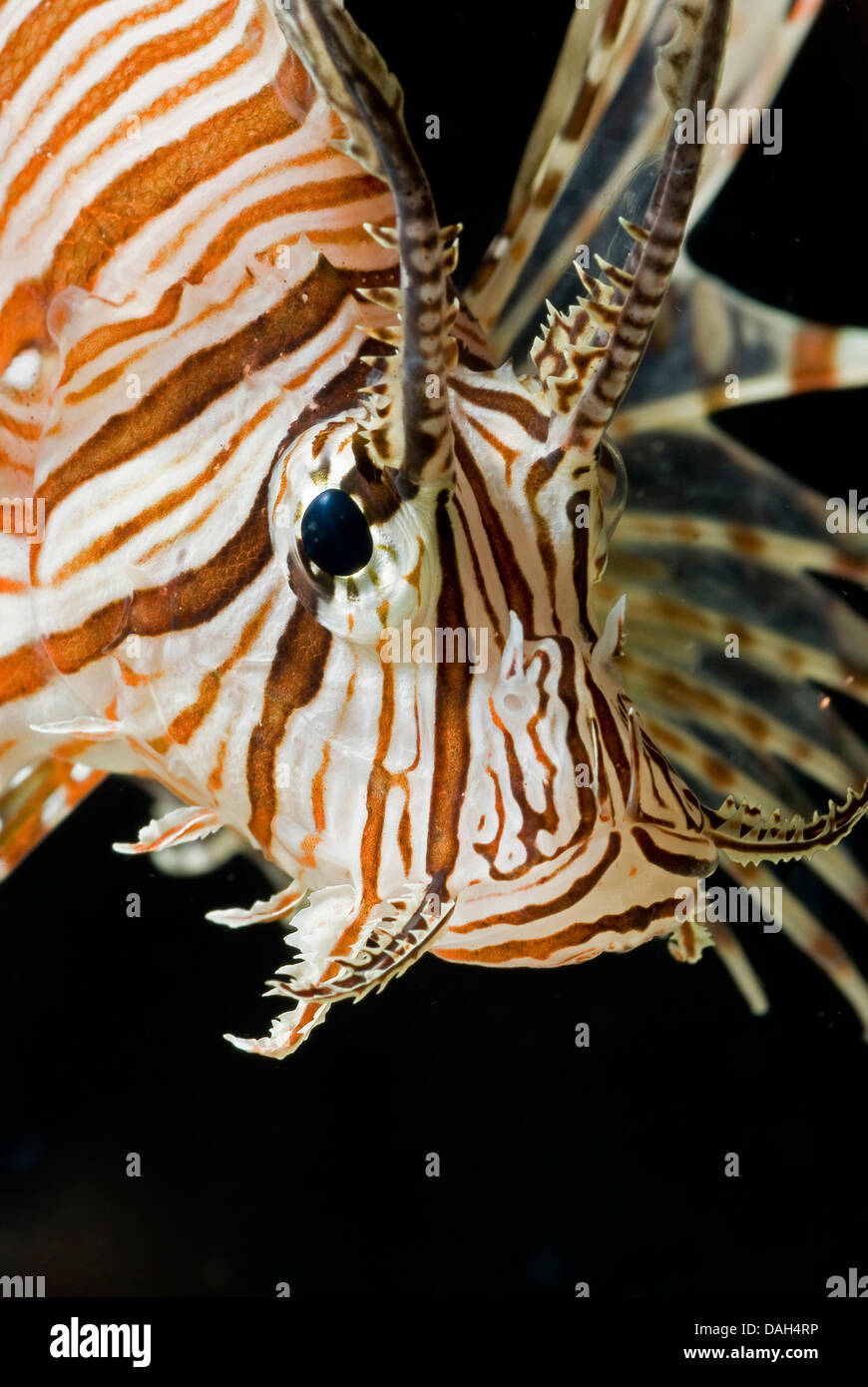 red firefish, lionfish, devil firefish, fireworkfish, red lionfish (Pterois volitans), portrait Stock Photo