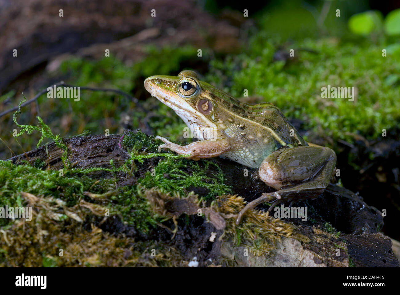 Mascarene grassland frog (Ptychadena mascareniensis), on mossy stone Stock Photo