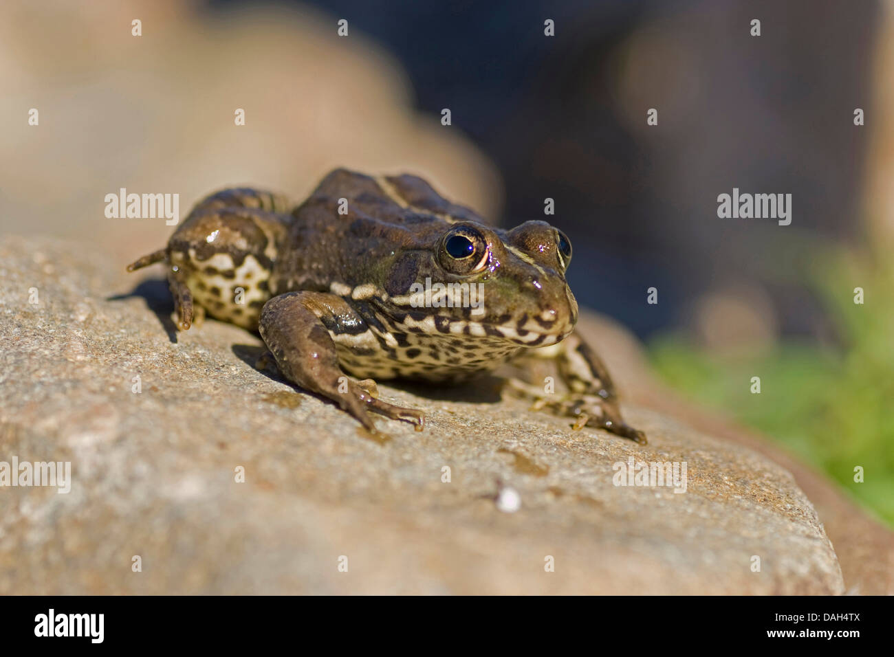 Coruna frog, Perez's Frog (Rana perezi, Rana ridibunda perezi), on a stone, Portugal, Aljezur Stock Photo