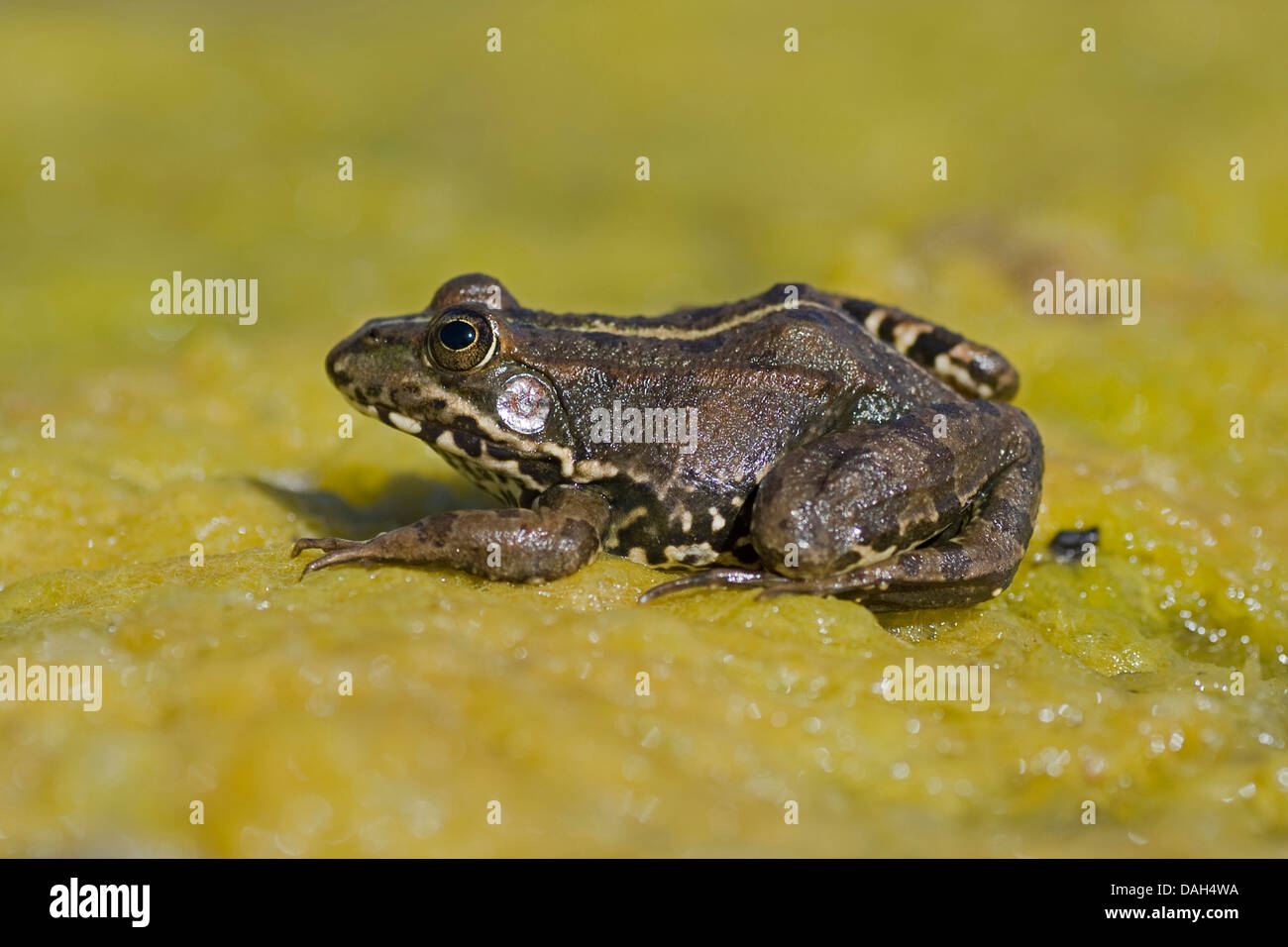 Coruna frog, Perez's Frog (Rana perezi, Rana ridibunda perezi), on a leaf, Portugal, Aljezur Stock Photo