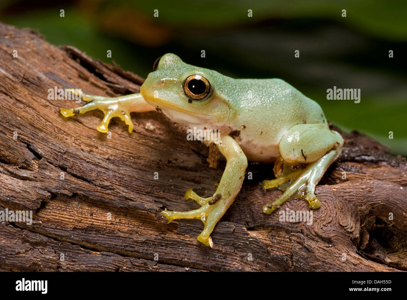 Do Tree Frogs Eat Japanese Beetles