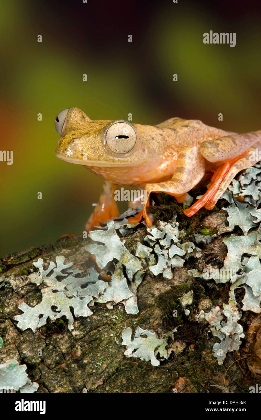 Gliding tree frog (Rhacophorus pardalis), on branch with lichens Stock Photo