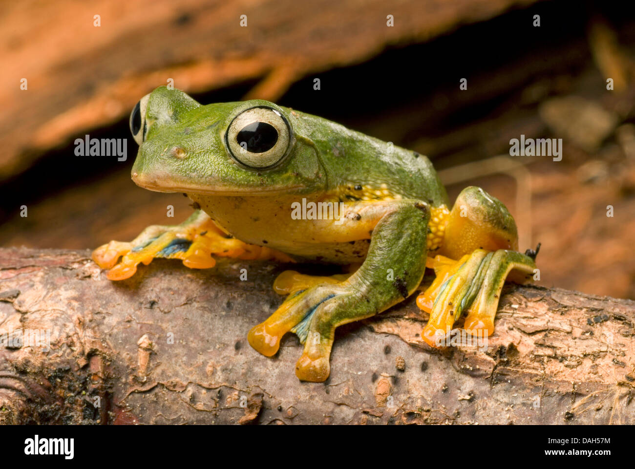 Java Flying Frog (Rhacophorus reinwardtii), on a branch Stock Photo