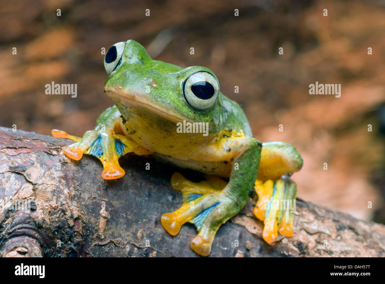 Java Flying Frog (Rhacophorus reinwardtii), on a branch Stock Photo - Alamy