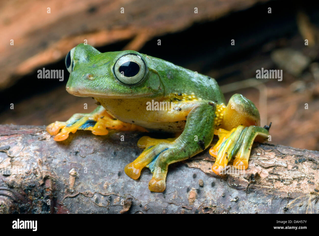 Java tree frogs hires stock photography and images Alamy