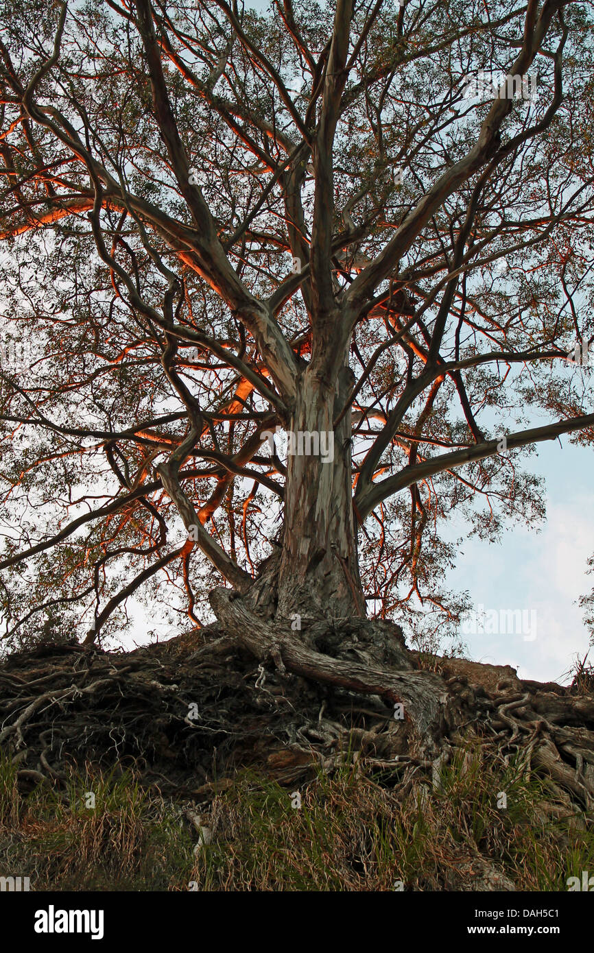 Tap Root Eucalyptus Tree