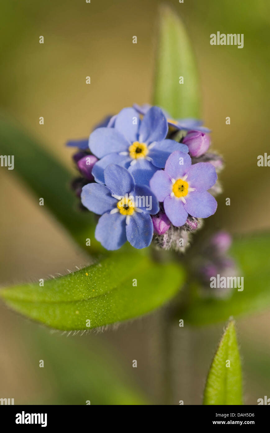 Alpine forget-me-not (Myosotis alpestris), blooming, Germany Stock Photo