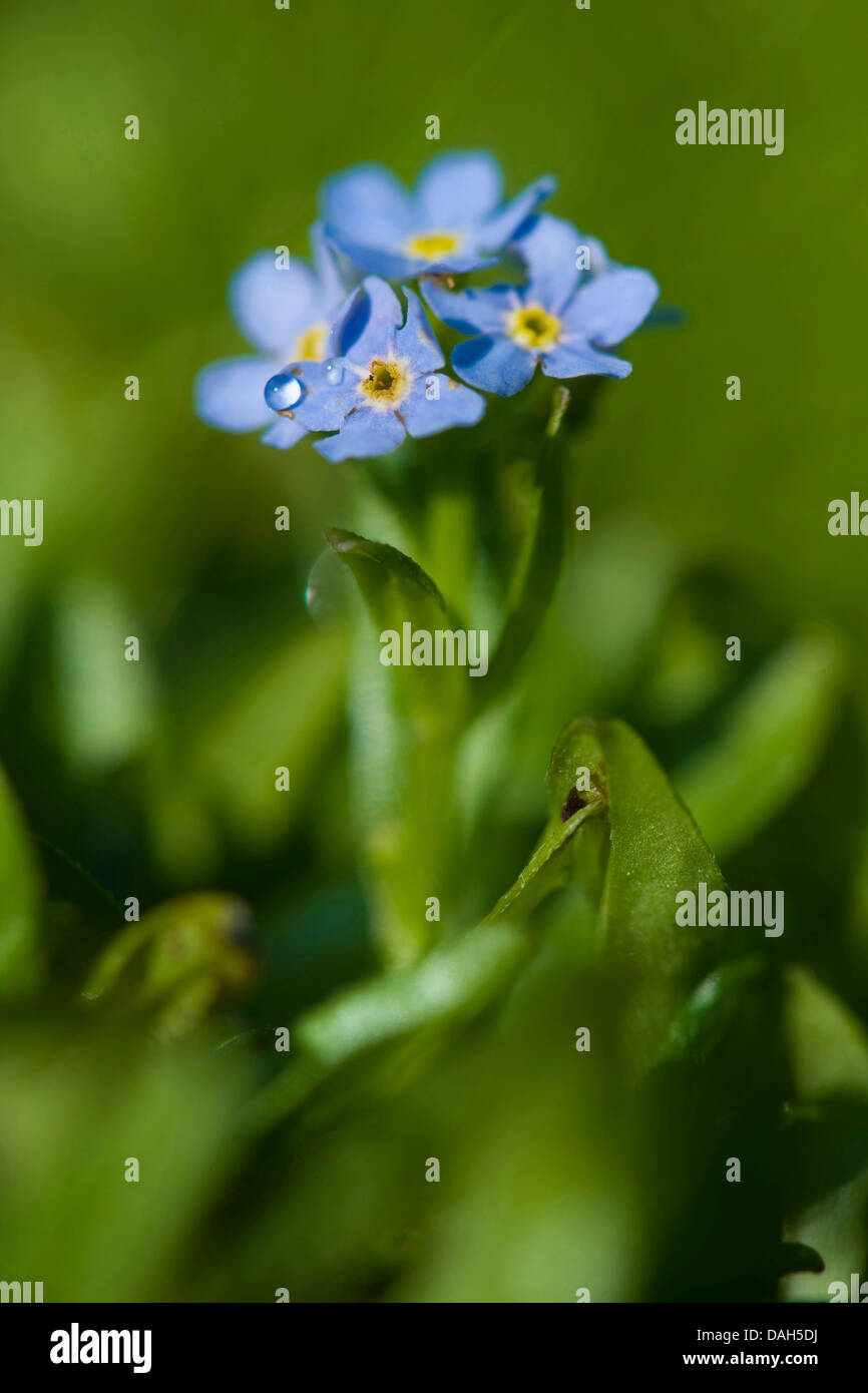 Myosotis rehsteineri (Myosotis rehsteineri), blooming, Germany Stock Photo