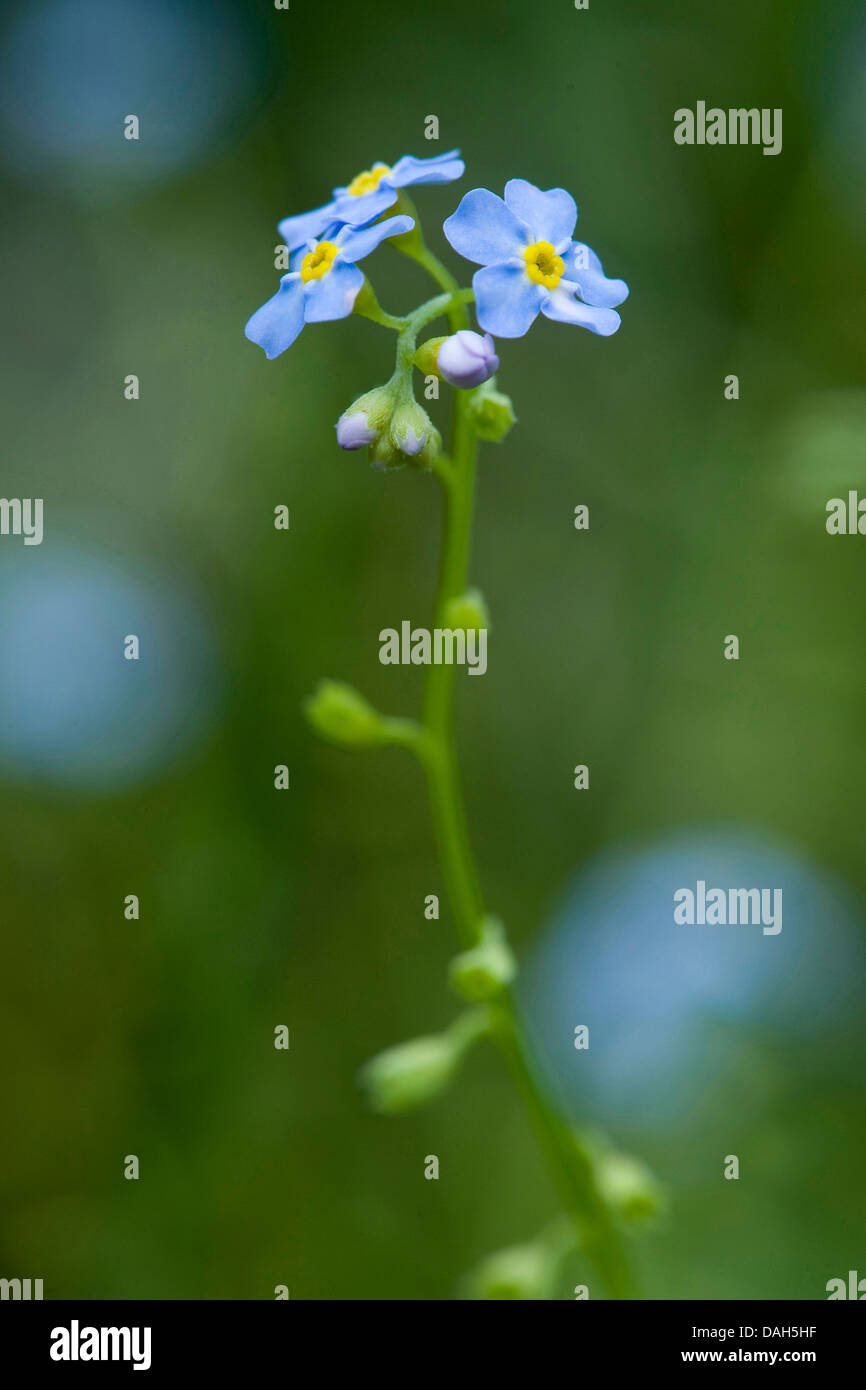 water forget-me-not (Myosotis palustris, Myosotis scorpioides), blooming, Germany Stock Photo