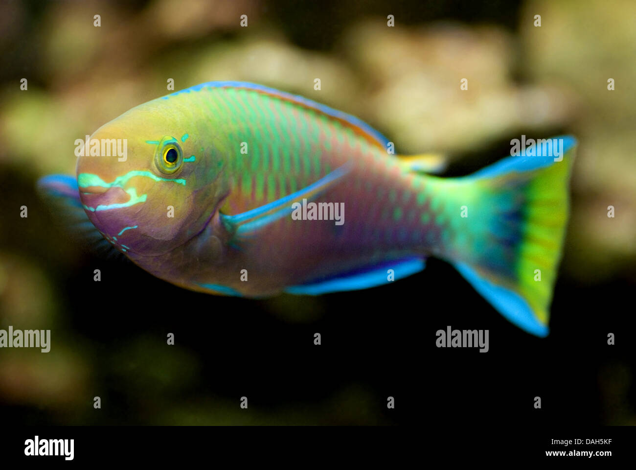 Common parrotfish, Palenose parrotfish (Scarus psittacus), swimming Stock Photo