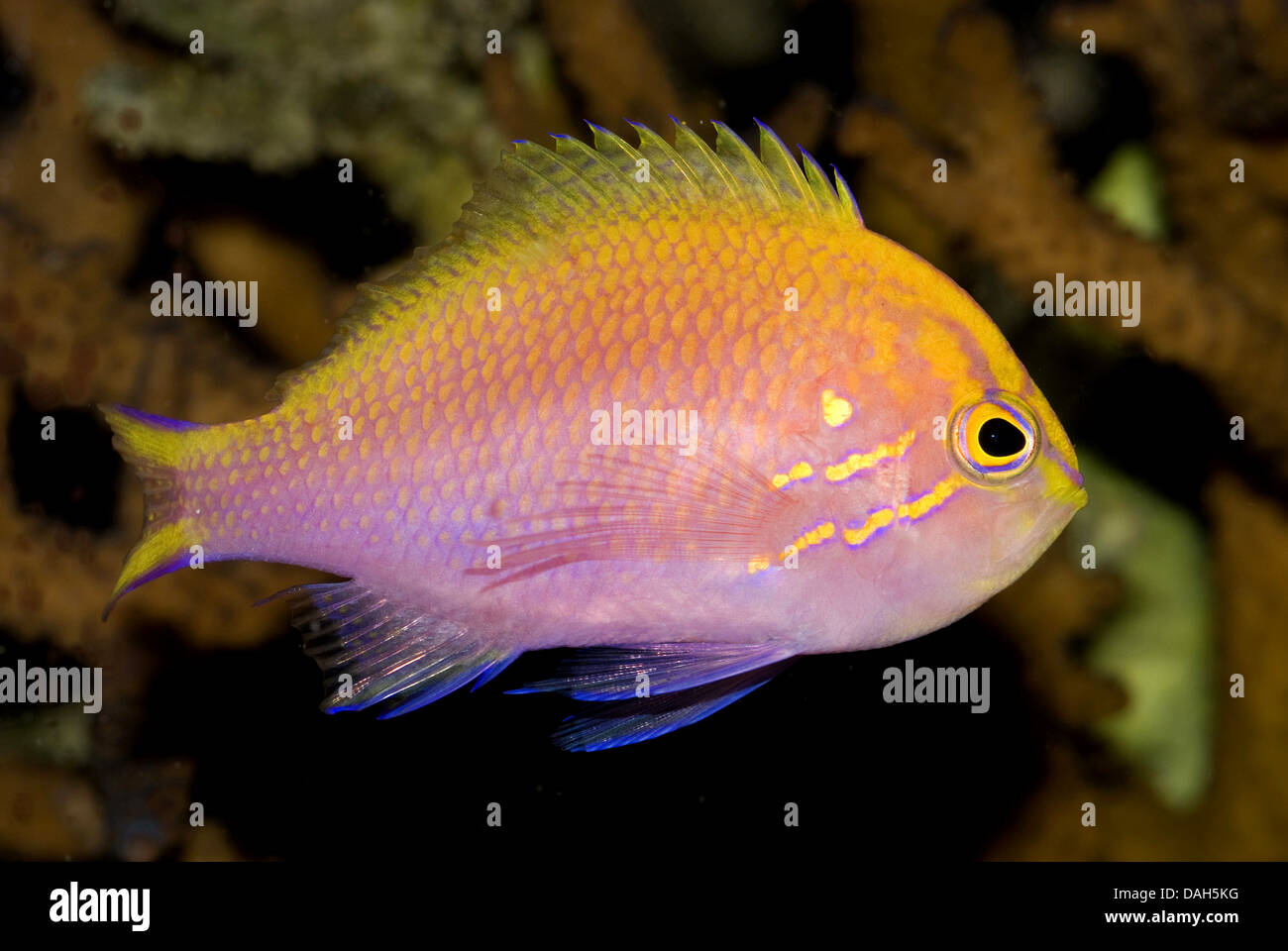 Fathead Anthias (Serranocirrhitus latus), swimming Stock Photo