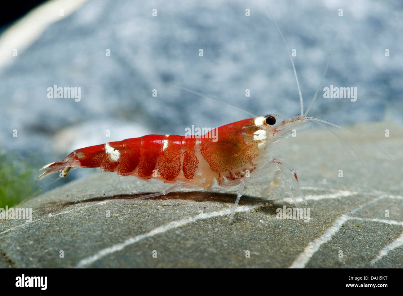 Crystal red shrimp hi-res photography and - Alamy