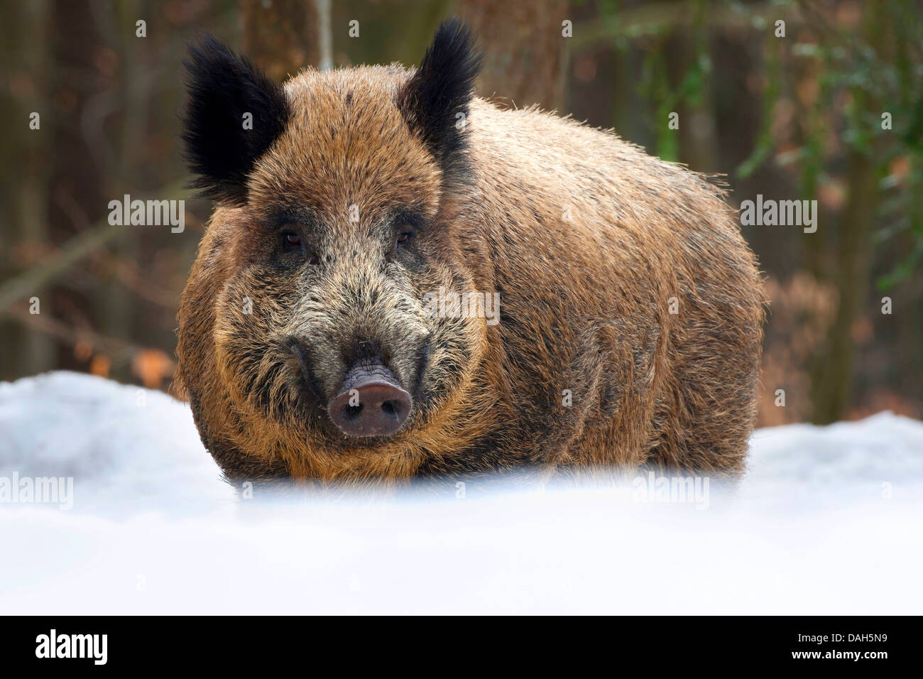 wild boar, pig, wild boar (Sus scrofa), tusker, Belgium Stock Photo Alamy