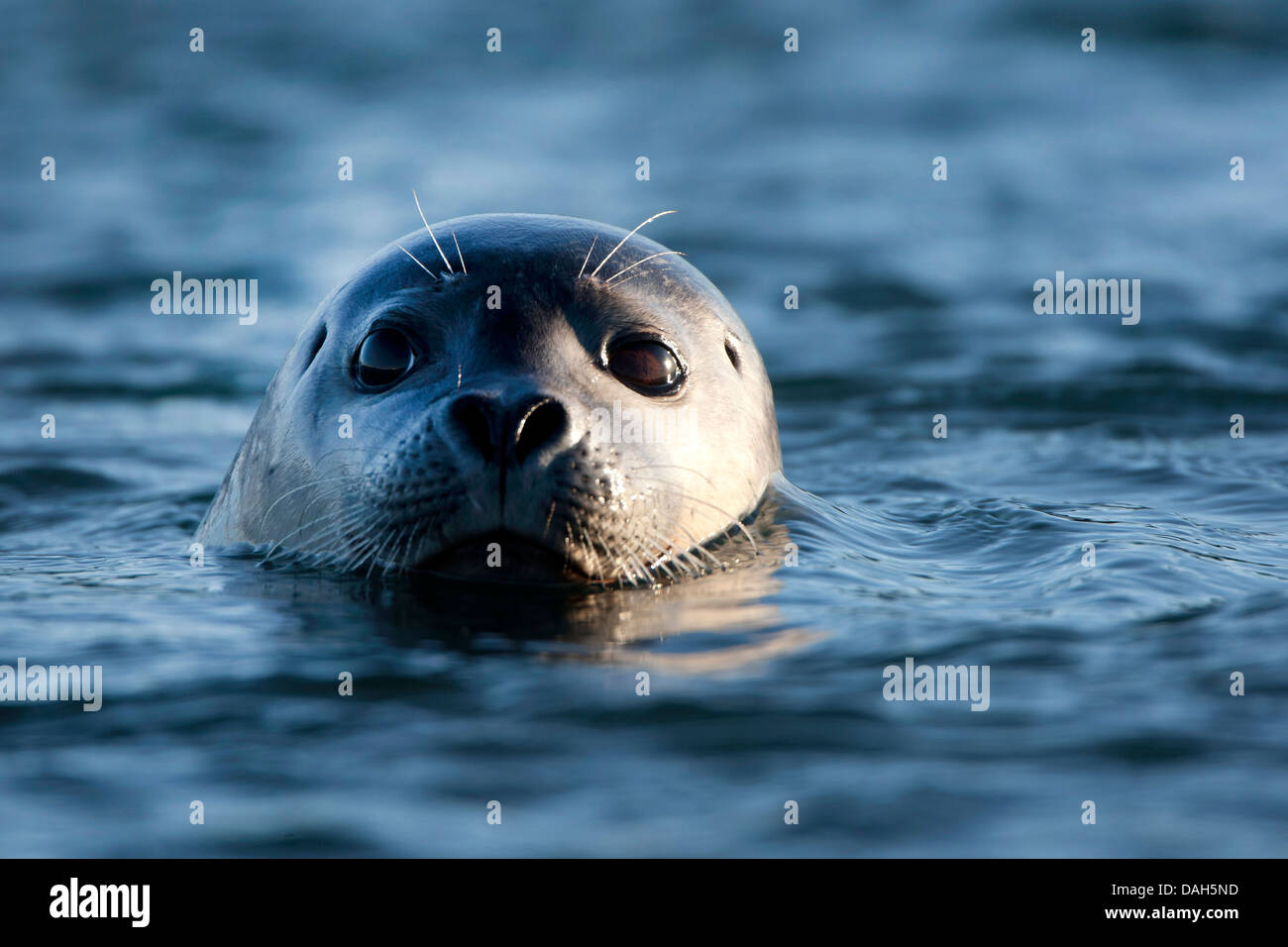 harbor seal, common seal (Phoca vitulina), looking out of the water
