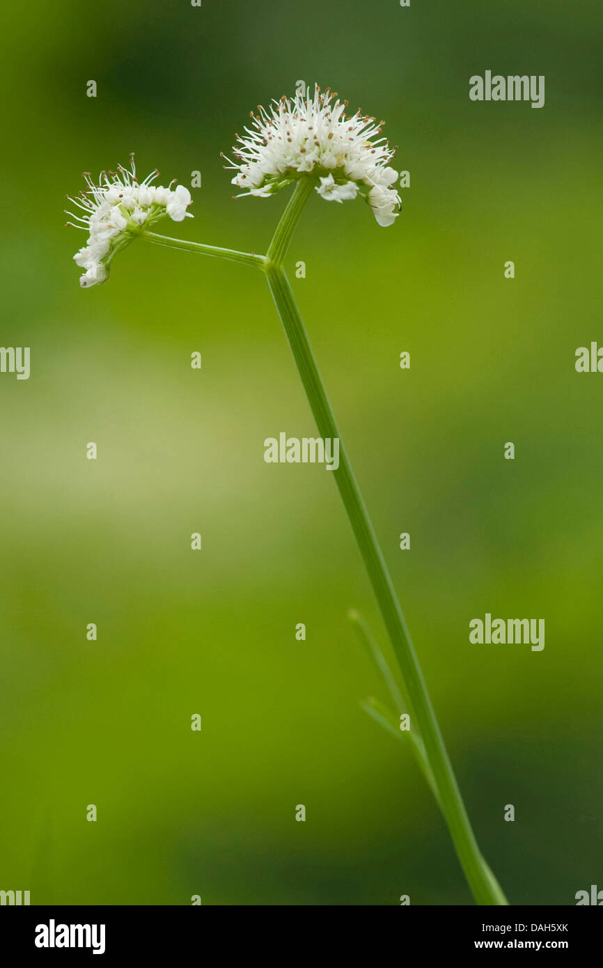 tubular water-dropwort, water lovage (Oenanthe fistulosa), inflorescence, Germany Stock Photo