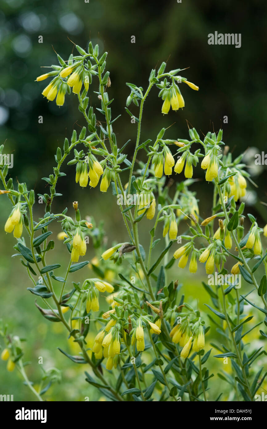 Onosma (Onosma arenaria), blooming, Germany Stock Photo