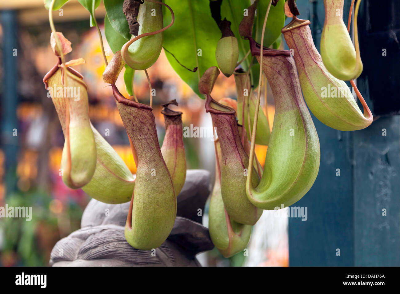Pitcher Plant (Sarracenia) a carnivorous plant native to the Southeast United States traps