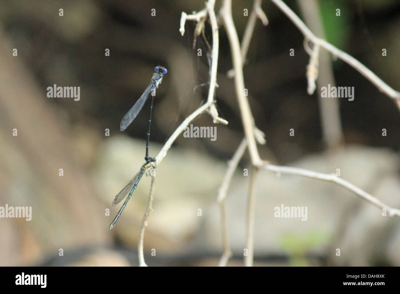 A picture of dragon flies on a lake Stock Photo - Alamy