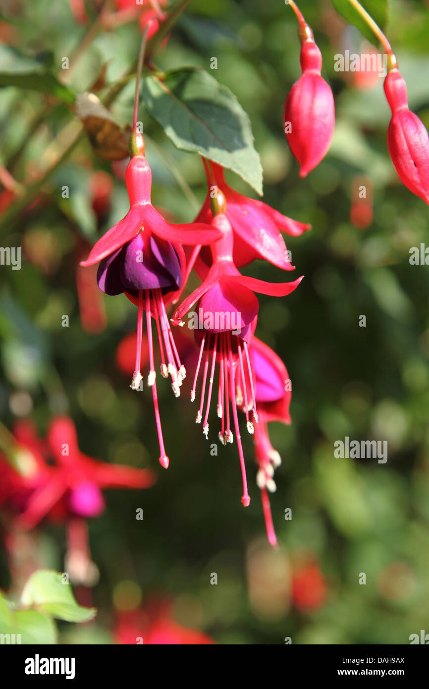 Fuschia flowering in an English country garden Stock Photo Alamy