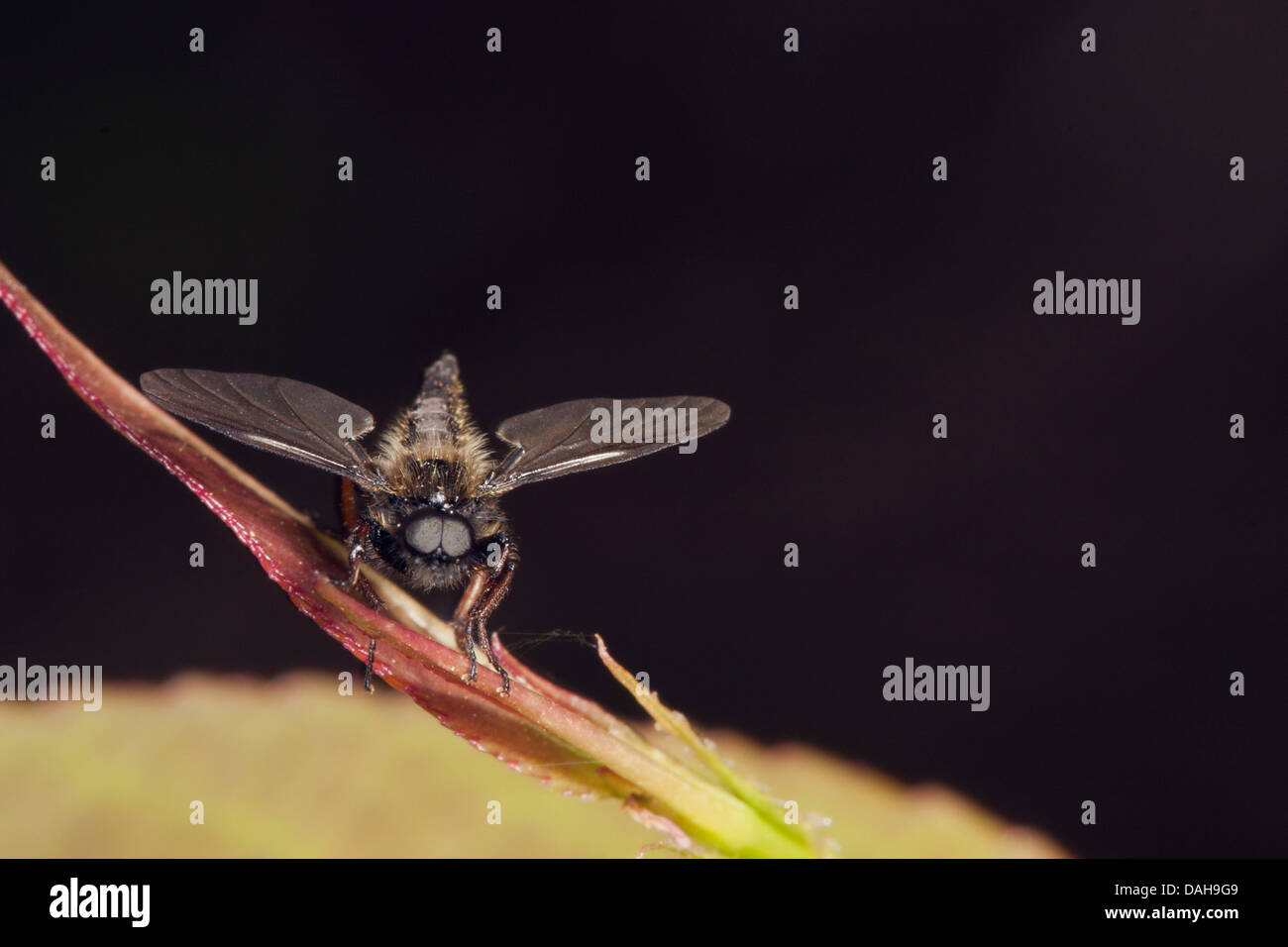 Robberfly head on view Stock Photo