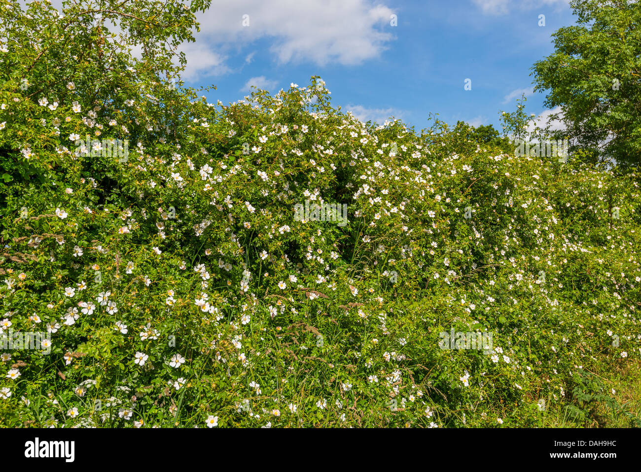 Wild dog rose, Rosa canina, in flower, growing in hedgerow. Stock Photo
