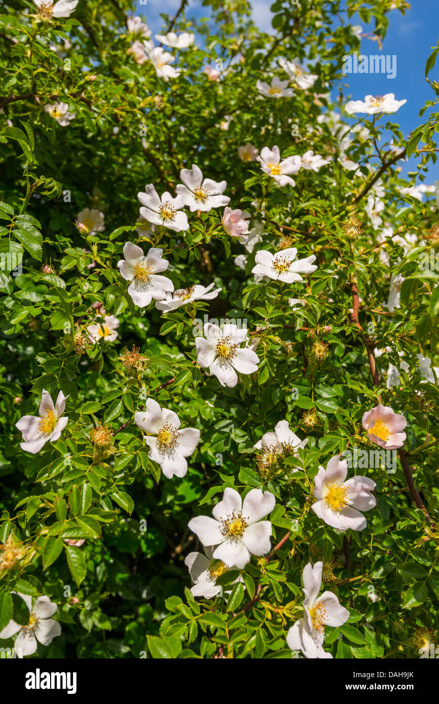 England dog rose hires stock photography and images Alamy