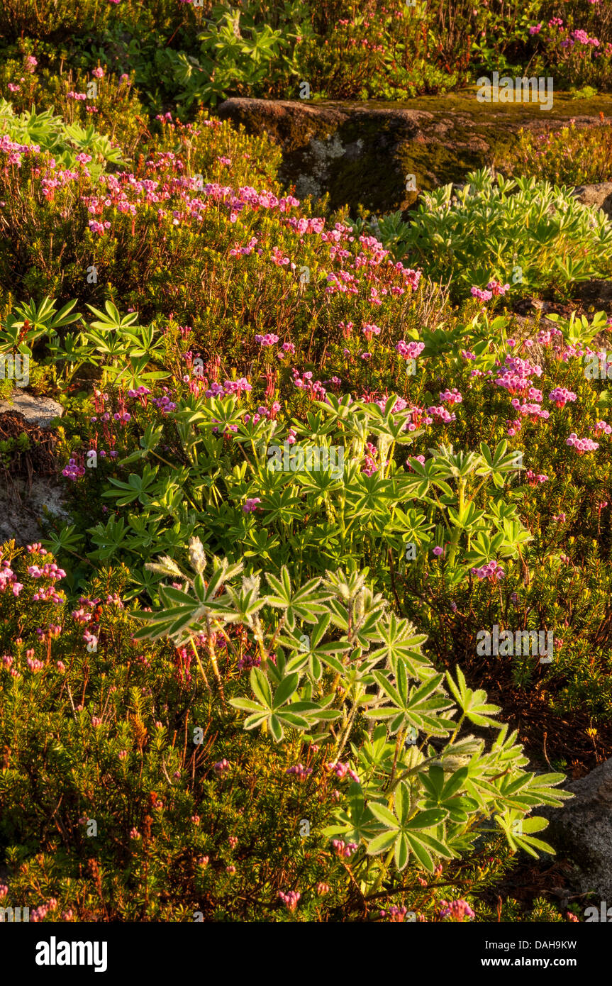 Heather and lupine along Chain Lakes - Ptarmigan Ridge Trail, Mount Baker Wilderness, Washington. Stock Photo