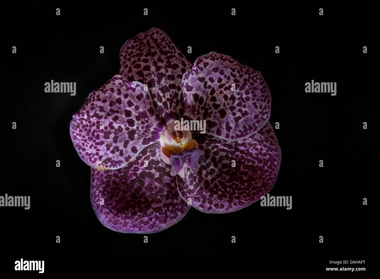 Orchid flower in a garden in Penonome, Cocle province, Republic of Panama. Stock Photo