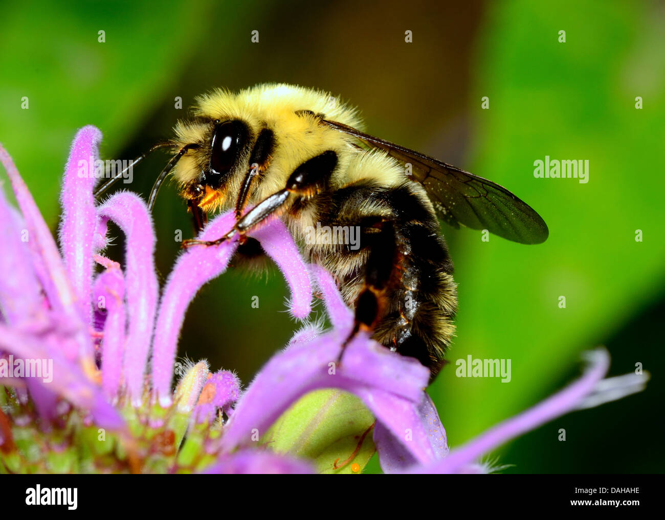 Bumble Bee perched on a flower collecting pollen. Stock Photo